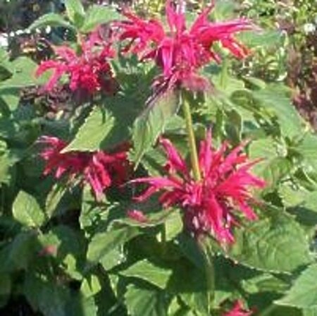 Monarda 'Gardenview Scarlet' geen maat specificatie 0,55L/P9cm - afbeelding 3