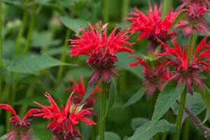 Monarda 'Gardenview Scarlet' geen maat specificatie 0,55L/P9cm - image 2