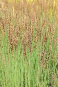 Molinia caerulea 'Heidezwerg' geen maat specificatie 0,55L/P9cm