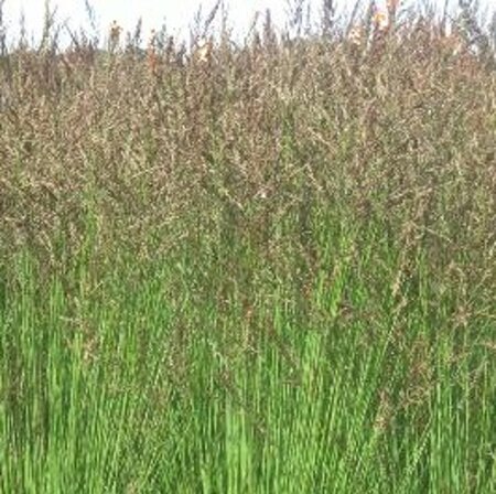 Molinia caerulea 'Heidezwerg' geen maat specificatie 0,55L/P9cm - image 4