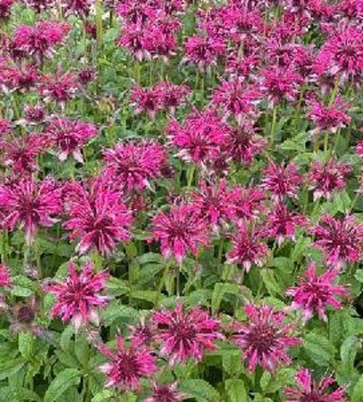 Monarda 'Mahogany' geen maat specificatie 0,55L/P9cm - afbeelding 1