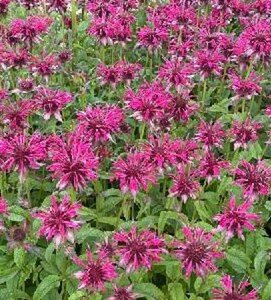 Monarda 'Mahogany' geen maat specificatie 0,55L/P9cm - afbeelding 1