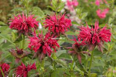 Monarda 'Mahogany' geen maat specificatie 0,55L/P9cm - afbeelding 2