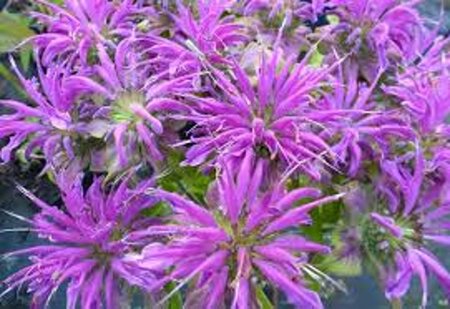 Monarda 'Prärienacht' geen maat specificatie 0,55L/P9cm - afbeelding 2
