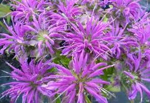 Monarda 'Prärienacht' geen maat specificatie 0,55L/P9cm - afbeelding 2