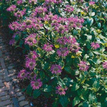 Monarda 'Prärienacht' geen maat specificatie 0,55L/P9cm - afbeelding 4