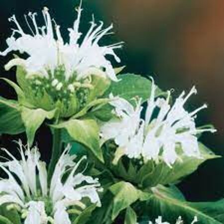 Monarda 'Schneewittchen' geen maat specificatie 0,55L/P9cm - afbeelding 1