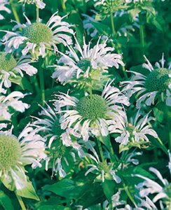 Monarda 'Schneewittchen' geen maat specificatie 0,55L/P9cm - afbeelding 2