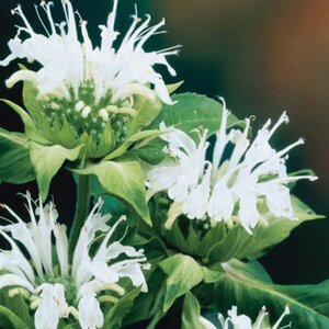Monarda 'Schneewittchen' geen maat specificatie 0,55L/P9cm - afbeelding 3
