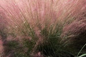 Muhlenbergia capillaris geen maat specificatie 0,55L/P9cm