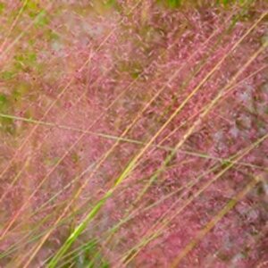 Muhlenbergia capillaris geen maat specificatie 0,55L/P9cm - afbeelding 4