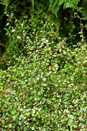 Muehlenbeckia complexa geen maat specificatie 0,55L/P9cm - afbeelding 5