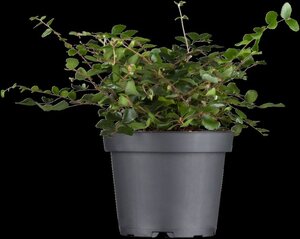 Muehlenbeckia complexa geen maat specificatie 0,55L/P9cm