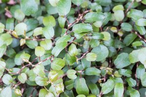 Muehlenbeckia complexa geen maat specificatie 0,55L/P9cm - afbeelding 4