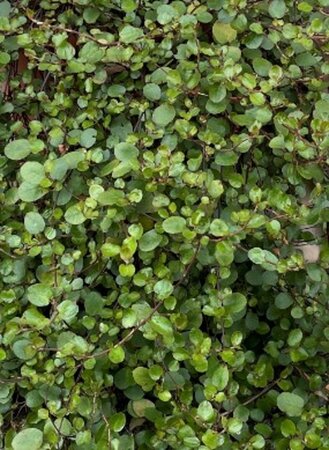 Muehlenbeckia complexa geen maat specificatie 0,55L/P9cm - afbeelding 6