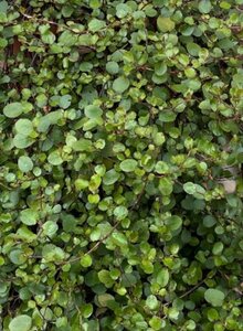 Muehlenbeckia complexa geen maat specificatie 0,55L/P9cm - afbeelding 6
