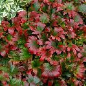 Mukdenia rossii geen maat specificatie 0,55L/P9cm - afbeelding 1