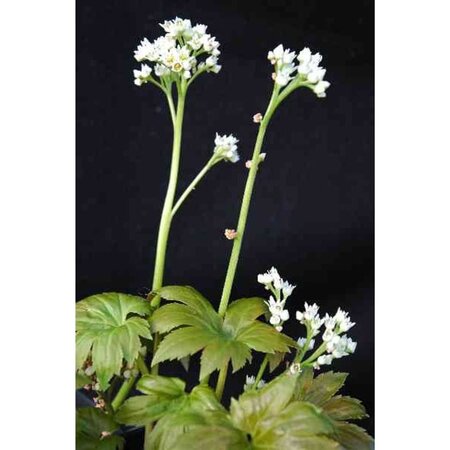 Mukdenia rossii geen maat specificatie 0,55L/P9cm - afbeelding 2