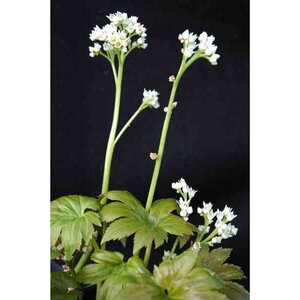 Mukdenia rossii geen maat specificatie 0,55L/P9cm - afbeelding 2