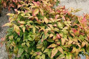 Nandina d. 'Firepower' 30-40 cm cont. 3,0L - afbeelding 3