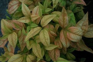 Nandina d. 'Firepower' 30-40 cm cont. 3,0L