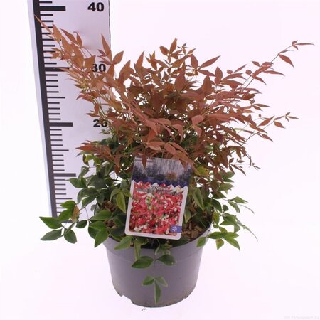 Nandina d. 'Gulf Stream' 30-40 cm cont. 3,0L - afbeelding 5