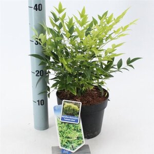 Nandina d. Magical Lemon & Lime 20-25 cm cont. 2,0L - afbeelding 3