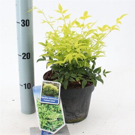 Nandina d. Magical Lemon & Lime 20-25 cm cont. 2,0L - image 1