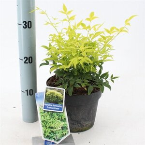 Nandina d. Magical Lemon & Lime 20-25 cm cont. 2,0L