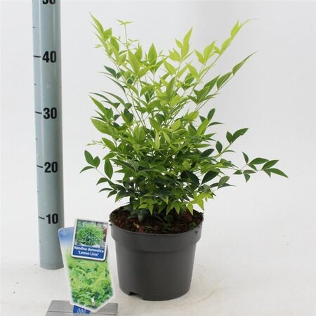 Nandina d. Magical Lemon & Lime 20-25 cm cont. 2,0L - image 2