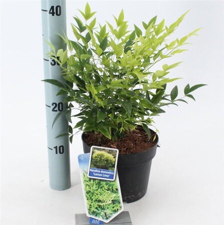 Nandina d. Magical Lemon & Lime 20-25 cm cont. 2,0L - image 3