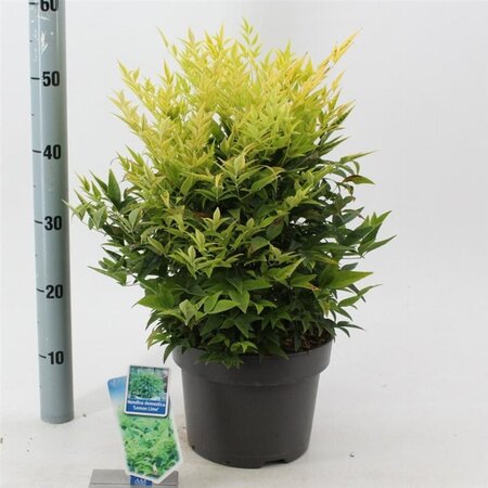 Nandina d. Magical Lemon & Lime 30-40 cm cont. 5,0L - afbeelding 2