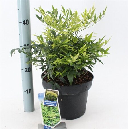 Nandina d. Magical Lemon & Lime 30-40 cm cont. 5,0L - afbeelding 3