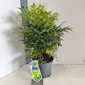 Nandina d. Magical Lemon & Lime 30-40 cm cont. 5,0L - image 4