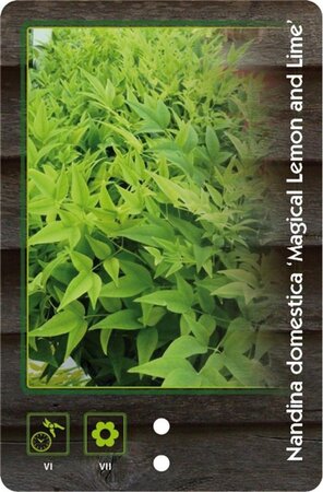 Nandina d. Magical Lemon & Lime 30-40 cm cont. 5,0L - image 1