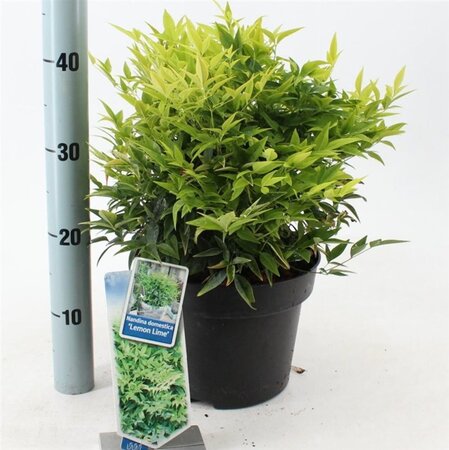 Nandina d. Magical Lemon & Lime 30-40 cm cont. 5,0L - image 5