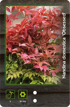 Nandina d. Obsessed 30-40 cm cont. 5,0L - afbeelding 1