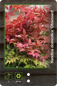 Nandina d. Obsessed 30-40 cm cont. 5,0L
