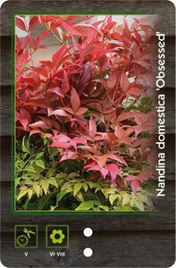 Nandina d. Obsessed 30-40 cm cont. 5,0L - afbeelding 2