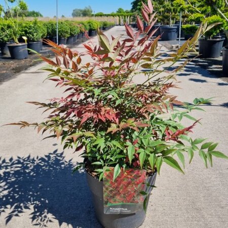Nandina d. Obsessed 40-50 cm cont. 10L - afbeelding 2