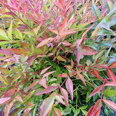 Nandina d. Obsessed 40-50 cm cont. 10L - afbeelding 1