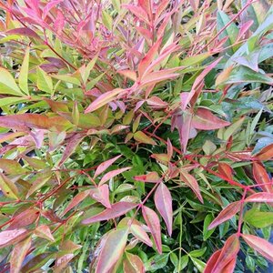 Nandina d. Obsessed 40-50 cm cont. 10L