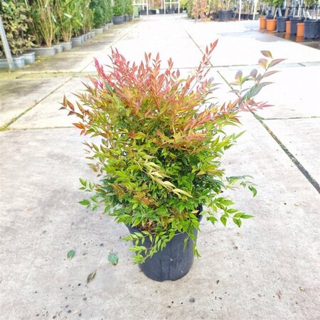 Nandina d. Obsessed 40-50 cm cont. 10L - image 2