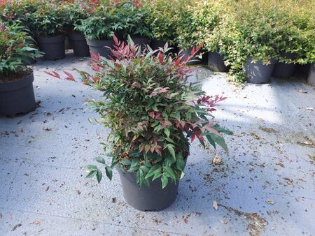 Nandina d. Obsessed 40-50 cm cont. 10L - image 1