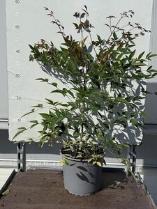 Nandina domestica 30-40 cm cont. 3,0L - afbeelding 12
