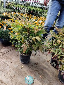 Nandina domestica 30-40 cm cont. 3,0L - afbeelding 4