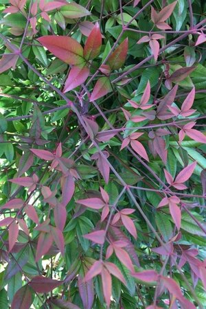 Nandina domestica 30-40 cm cont. 3,0L - afbeelding 8