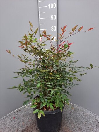 Nandina domestica 60-80 cm cont. 10L - afbeelding 3