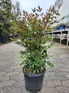 Nandina domestica 60-80 cm cont. 10L - afbeelding 4