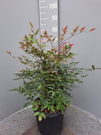 Nandina domestica 60-80 cm cont. 10L - afbeelding 6